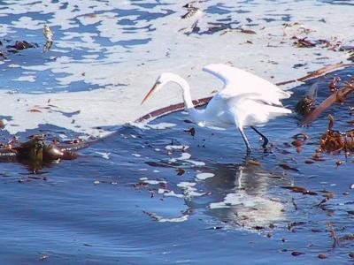 American Egret, ocean fishing (standing on slightly submerged kelp)