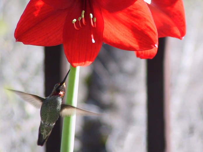 Annas Hummingbird & Amaryllis