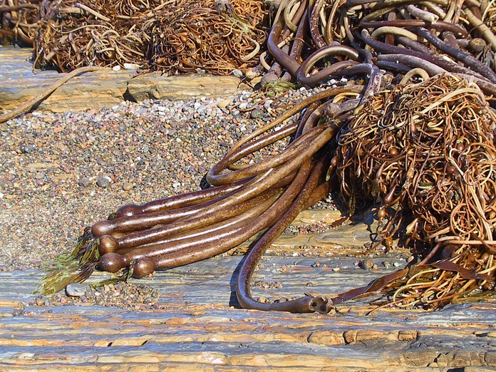 Bull kelp