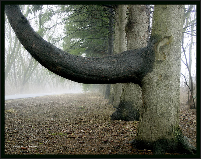 Elephant Tree