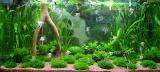120cm plant and fish selling tank