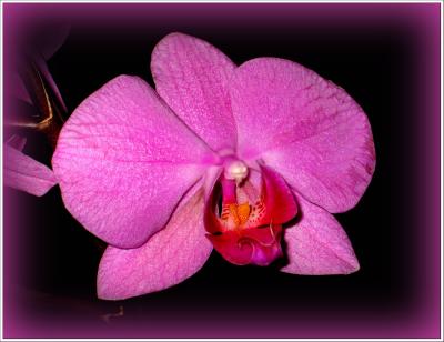 Purple Orchid by Swish