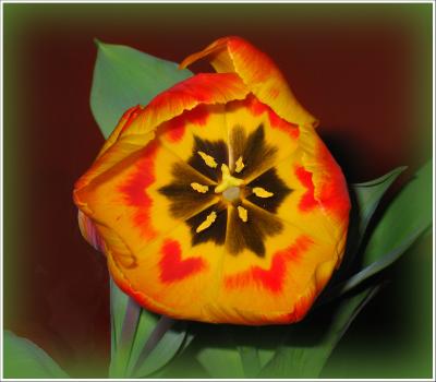 Multi Color Tulip