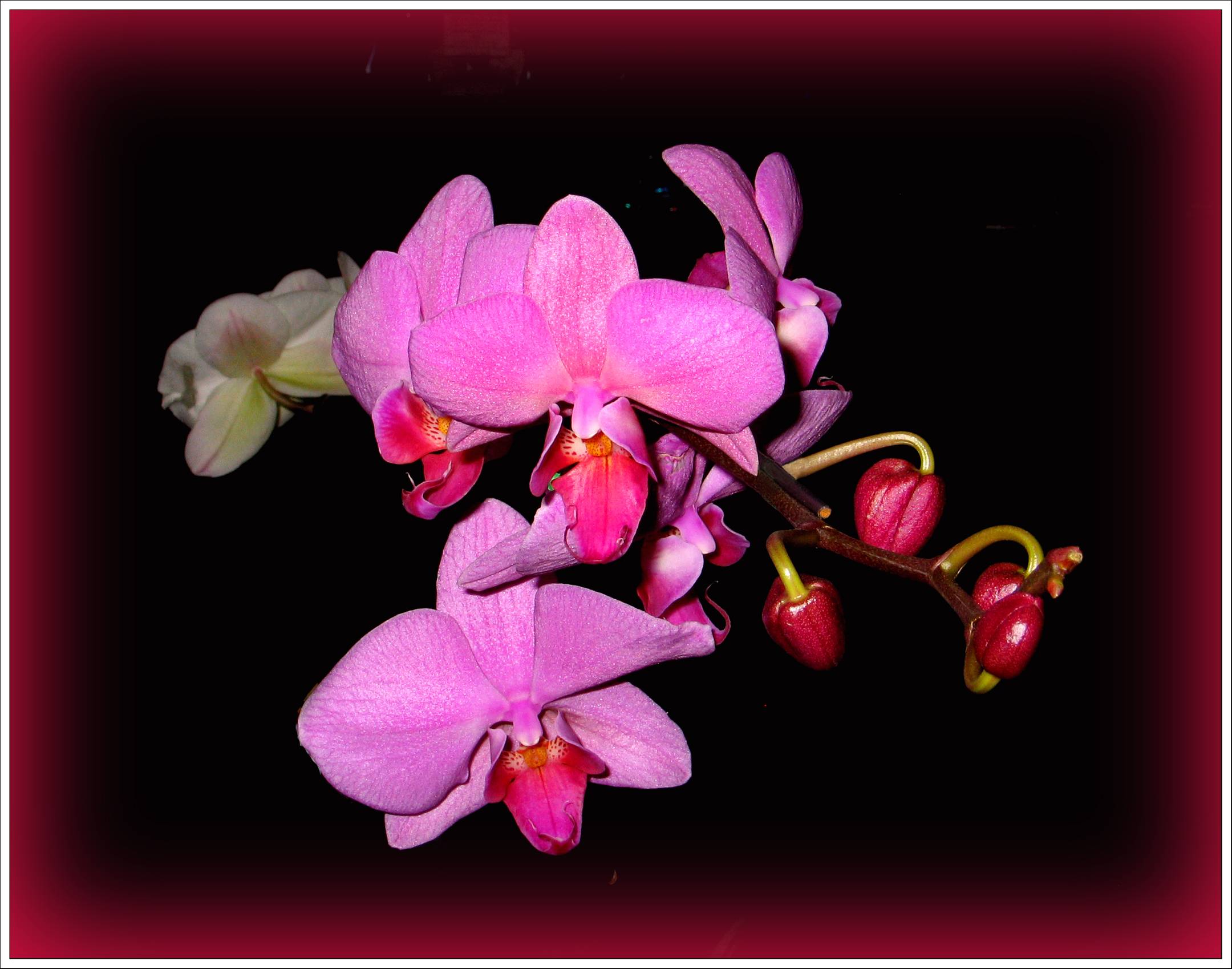 Stem of Purple Orchids