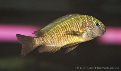 Tropheus moorii Nkonde Bright Yellow