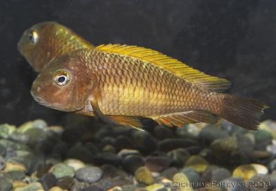 Tropheus moorii Linangu