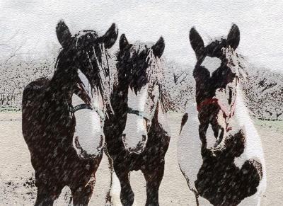 u36/pstewart/medium/21150156.snowhorses.jpg