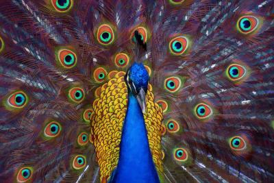 u36/pstewart/medium/22818549.peacock2.jpg