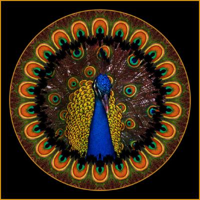 Peacock Kaleidoscope