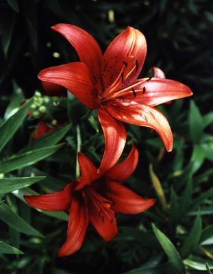 Red Lilies