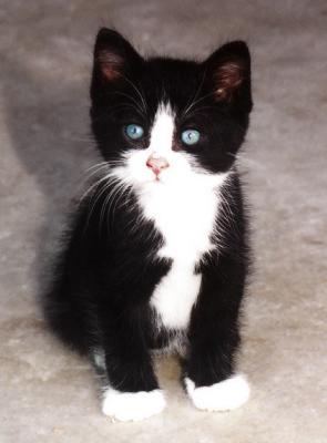 Barn Kitten