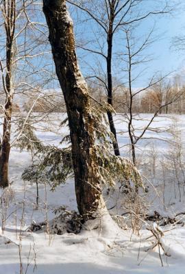 Winter Hemlock