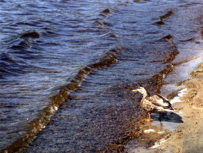 Adirondack Lake 2