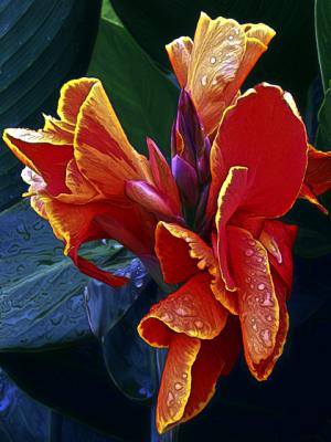 Canna Lily