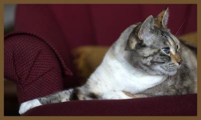 Sadie Stretched.jpg