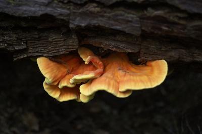 Fungi 2.jpg