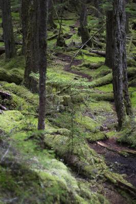 Rain Forest 2.jpg