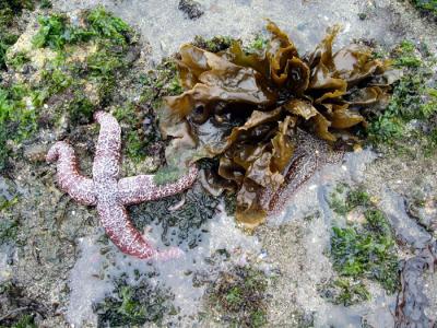 Starfish 1.jpg