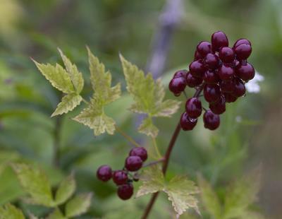 Poison Berries.jpg