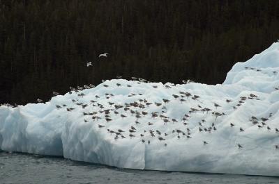 Seagulls on a Berg.jpg