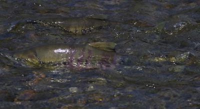 Chum Salmon 1.jpg