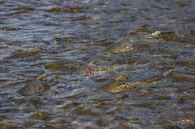 Chum Salmon 2.jpg