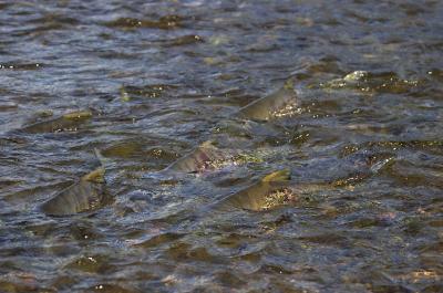 Chum Salmon 2.jpg