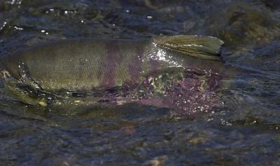 Chum Salmon 3.jpg