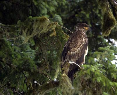 Juvenile Bald Eagle 2.jpg