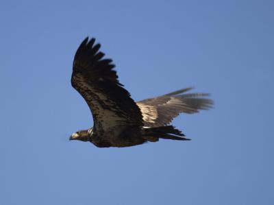 Juvenile Bald Eagle.jpg