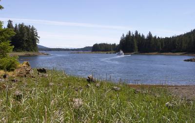 Snow Goose in Donkey Cove