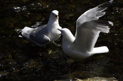 Seagulls Fighting over Salmon.jpg