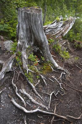 Along the path.jpg