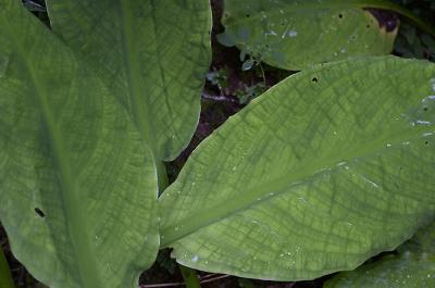 Skunk Cabbage.jpg