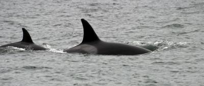 Mother and Baby Orca.jpg