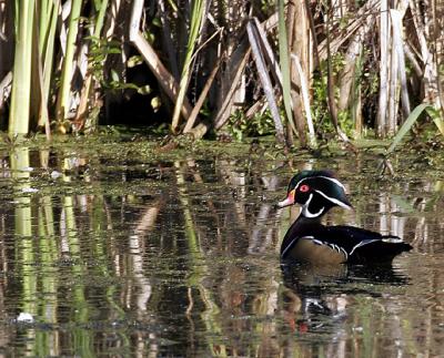 Wood-Duck.jpg
