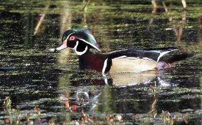 Wood-Duck-2-small.jpg