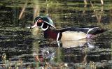 Wood-Duck-2-small.jpg