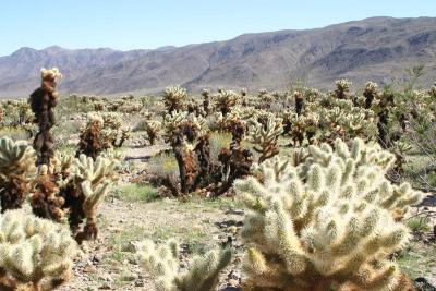 Cholla Cacti