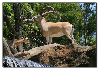 Natural Habitat - Singapore Zoo