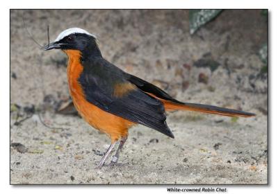 White-crowned Robin Chat