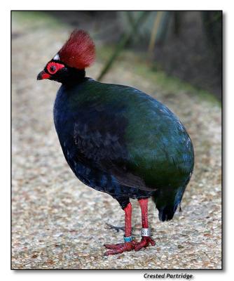 Crested Partridge