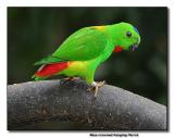 Blue-crowned hanging Parrot