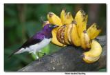 Violet-backed Starling  (male)