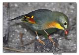 Pekin Robin