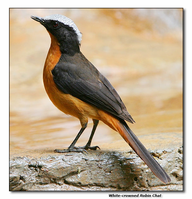  White-crowned Robin Chat