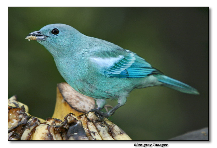 Blue-grey Tanager