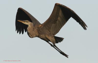 Great Heron in flight at spillway.jpg