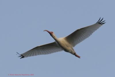 Ibis with wings spread wide.jpg