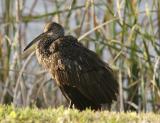 Limpkin at Alligator Lake 3.jpg